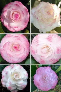 Grace Albritton Camellia Japonica - 1 Gallon Pot -Garden & Outdoors Camellia Grace Albritton 4