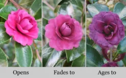 Green's Blues Dwarf Camellia Sasanqua - 1 Gallon Pot -Garden & Outdoors Camellia Greens Blues 10 1