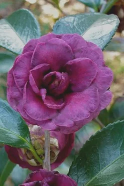 Green's Blues Dwarf Camellia Sasanqua - 3 Gallon Pot