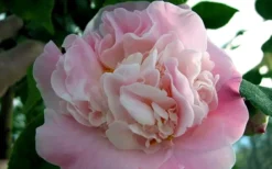 High Fragrance Camellia Hybrid - 3 Gallon Pot 7 High Fragrance Camellia Hybrid - 3 Gallon Pot -Garden & Outdoors Camellia High Fragrance 5