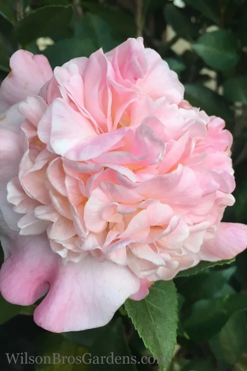 High Fragrance Camellia Hybrid - 3 Gallon Pot 1 High Fragrance Camellia Hybrid - 3 Gallon Pot