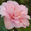 King's Ransom Camellia Japonica - 3 Gallon Pot
