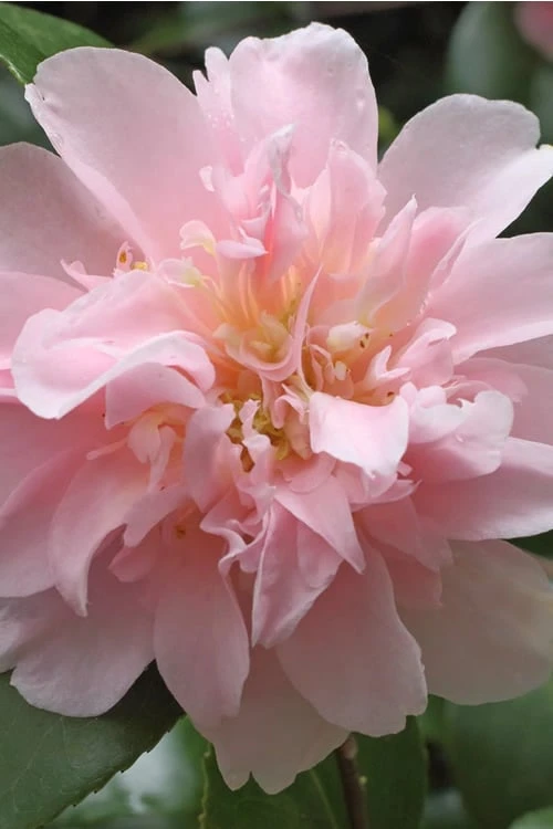 King's Ransom Camellia Japonica - 3 Gallon Pot 4 King's Ransom Camellia Japonica - 3 Gallon Pot - Image 4