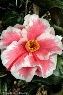 Lady Vansittart Multicolor Camellia Japonica - 3 Gallon Pot -Garden & Outdoors Camellia Lady Vansittart 12