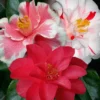 Lady Vansittart Multicolor Camellia Japonica - 1 Gallon Pot