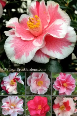 Lady Vansittart Multicolor Camellia Japonica - 1 Gallon Pot -Garden & Outdoors Camellia Lady Vansittart 500x750 2