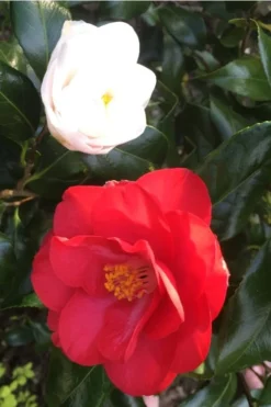 Lady Vansittart Multicolor Camellia Japonica - 3 Gallon Pot -Garden & Outdoors Camellia Lady Vansittart Red Flower 1