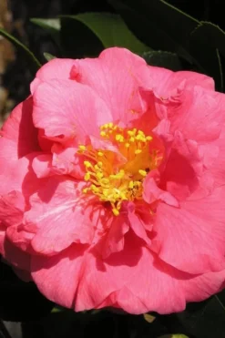 Maidens Of Great Promise Camellia - Japonica - 3 Gallon Pot -Garden & Outdoors Camellia Maidens Of Great Promise 10