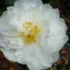 Mine No Yuki Camellia Sasanqua - 3 Gallon Pot