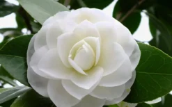 Morning Glow Camellia Japonica - 3 Gallon Pot -Garden & Outdoors Camellia Morning Glow 800x500 1