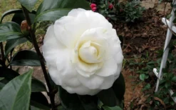 Morning Glow Camellia Japonica - 3 Gallon Pot -Garden & Outdoors Camellia Morning Glow 9