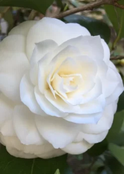 Nuccio's Gem Camellia Japonica - 3 Gallon Pot -Garden & Outdoors Camellia Nuccios Gem 1