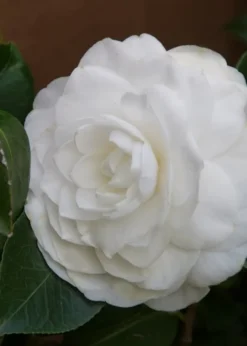 Nuccio's Gem Camellia Japonica - 3 Gallon Pot -Garden & Outdoors Camellia Nuccios Gem 3