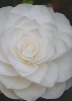 Nuccio's Gem Camellia Japonica - 3 Gallon Pot -Garden & Outdoors Camellia Nuccios Gem 6