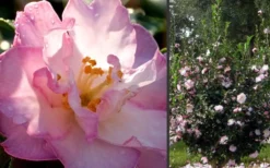 October Magic Orchid Camellia - 2 Gallon Pot -Garden & Outdoors Camellia October Magic Orchid Flowers 2