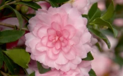 October Magic Pink Perplexion Camellia - 1 Gallon Pot 7 October Magic Pink Perplexion Camellia - 1 Gallon Pot -Garden & Outdoors Camellia October Magic Pink Perplexion