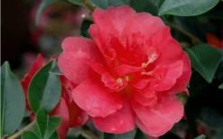 October Magic Rose Camellia - 2 Gallon Pot -Garden & Outdoors Camellia October Magic Rose Closeup Flower 2