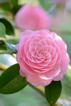 Otome Pink Camellia Japonica - 1 Gallon Pot -Garden & Outdoors Camellia Otome 2