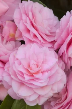 Pearl Maxwell Camellia Japonica - 1 Gallon Pot 11 Pearl Maxwell Camellia Japonica - 1 Gallon Pot -Garden & Outdoors Camellia Pearl Maxwell 10