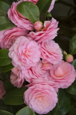 Pearl Maxwell Camellia Japonica - 1 Gallon Pot 9 Pearl Maxwell Camellia Japonica - 1 Gallon Pot -Garden & Outdoors Camellia Pearl Maxwell 11