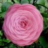 Pearl Maxwell Camellia Japonica - 1 Gallon Pot