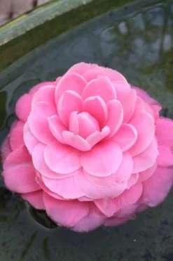 Pearl Maxwell Camellia Japonica - 1 Gallon Pot 10 Pearl Maxwell Camellia Japonica - 1 Gallon Pot -Garden & Outdoors Camellia Pearl Maxwell 5