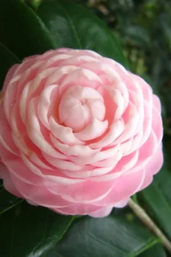 Pink Perfection Camellia Japonica - 2 Gallon Pot 8 Pink Perfection Camellia Japonica - 2 Gallon Pot -Garden & Outdoors Camellia Pink Perfection 27 1