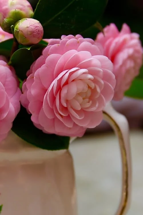Pink Perfection Camellia Japonica - 1 Gallon Pot 5 Pink Perfection Camellia Japonica - 1 Gallon Pot - Image 5