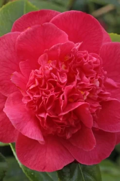 Red Fellow Camellia Japonica - 1 Gallon Pot -Garden & Outdoors Camellia Red Fellow 1
