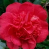 Red Fellow Camellia Japonica - 3 Gallon Pot