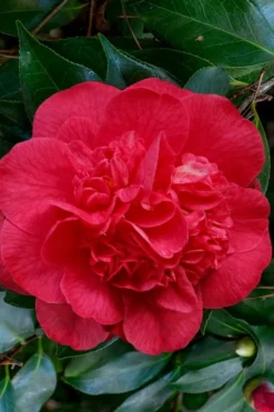 Red Fellow Camellia Japonica - 3 Gallon Pot