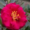 Reverend Ida Red ShiShi Gashira Dwarf Camellia Sasanqua - 1 Gallon Pot