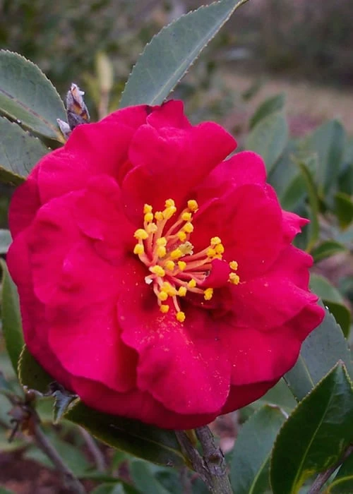 Reverend Ida Red ShiShi Gashira Dwarf Camellia Sasanqua - 1 Gallon Pot 1 Reverend Ida Red ShiShi Gashira Dwarf Camellia Sasanqua - 1 Gallon Pot