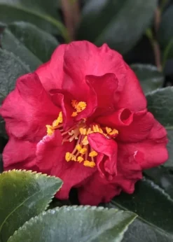 Reverend Ida Red ShiShi Gashira Dwarf Camellia Sasanqua - 1 Gallon Pot 7 Reverend Ida Red ShiShi Gashira Dwarf Camellia Sasanqua - 1 Gallon Pot -Garden & Outdoors Camellia Reverend Ida 3