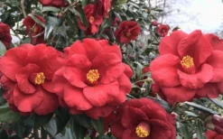 Royal Velvet Red Camellia Japonica - 3 Gallon Pot -Garden & Outdoors Camellia Royal Velvet 3