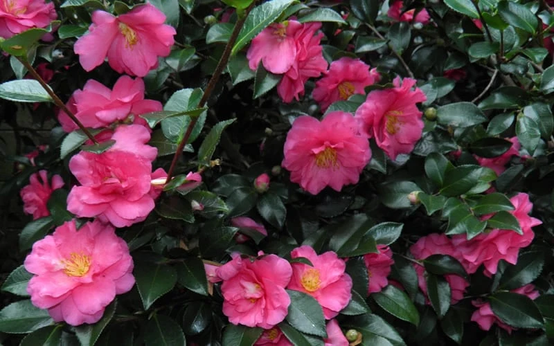 Shishi Gashira Dwarf Camellia Sasanqua - 2.5 Quart Pot 7 Shishi Gashira Dwarf Camellia Sasanqua - 2.5 Quart Pot - Image 7