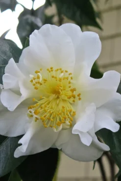 Silver Waves Camellia Japonica - 1 Gallon Pot -Garden & Outdoors Camellia Silver Waves 6