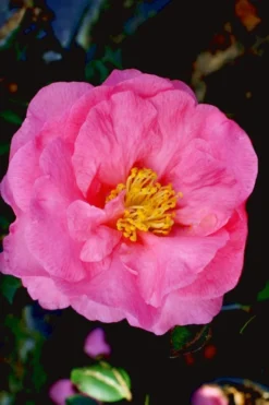 Stephanie Golden Dwarf Camellia Sasanqua - 1 Gallon Pot -Garden & Outdoors Camellia Stephanie Golden 12
