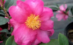 Stephanie Golden Dwarf Camellia Sasanqua - 1 Gallon Pot -Garden & Outdoors Camellia Stephanie Golden Closeup Flower