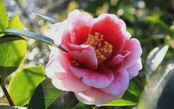 Tama Vino Camellia Japonica - 3 Gallon Pot 15 Tama Vino Camellia Japonica - 3 Gallon Pot -Garden & Outdoors Camellia Tama Vino 7