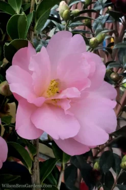 Taylors Perfection Pink Camellia Hybrid - 3 Gallon Pot -Garden & Outdoors Camellia Taylors Perfection 60