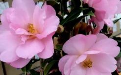 Taylors Perfection Pink Camellia Hybrid - 3 Gallon Pot -Garden & Outdoors Camellia Taylors Perfection 61