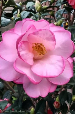 Taylors Perfection Pink Camellia Hybrid - 3 Gallon Pot -Garden & Outdoors Camellia Taylors Perfection 62