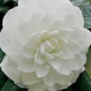White By The Gate Camellia Japonica - 7 Gallon Pot