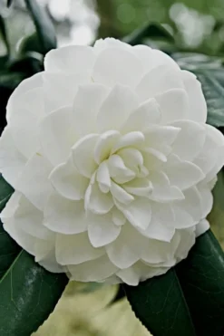 White By The Gate Camellia Japonica - 7 Gallon Pot
