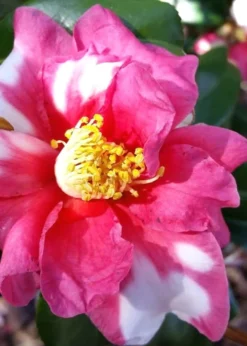 Winter's Fire Cold Hardy Camellia - 3 Gallon Pot -Garden & Outdoors Camellia Winters Fire 11
