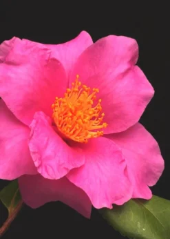 Winter's Fire Cold Hardy Camellia - 3 Gallon Pot -Garden & Outdoors Camellia Winters Fire 13