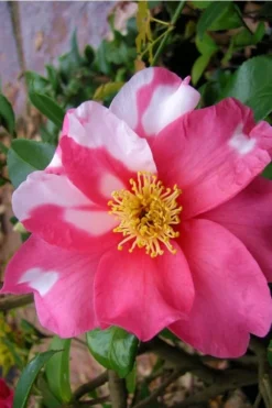 Winter's Fire Cold Hardy Camellia - 3 Gallon Pot -Garden & Outdoors Camellia Winters Fire 5