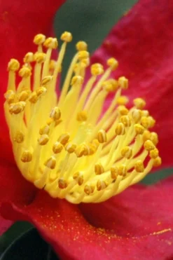 Yuletide Camellia Sasanqua - 6 Pack Of 1 Gallon Pots -Garden & Outdoors Camellia Yuletide 30