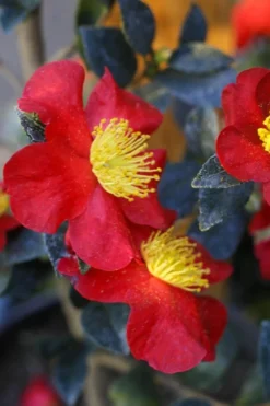 Yuletide Camellia Sasanqua - 6 Pack Of 1 Gallon Pots -Garden & Outdoors Camellia Yuletide 32